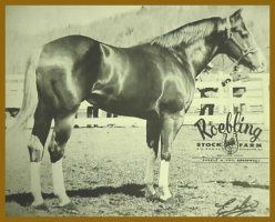 Chestnut horse named Roebling, standing, with white leg markings, at Roebling Stock Farm.