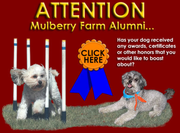 Advertisement for Mulberry Farm alumni. Two dogs, one in agility poles, red background. Blue ribbon with 