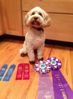 White fluffy dog sits proudly with ribbons on wood floor.