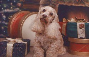 Golden Cocker Spaniel sits among Christmas presents by fireplace.