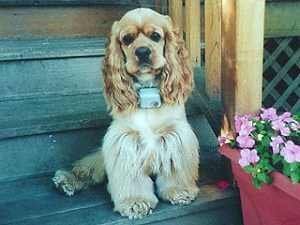 Golden Cocker Spaniel sits on steps near a flower pot.