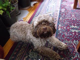 Brown and tan curly-haired dog laying on a patterned rug, looking directly at the camera.