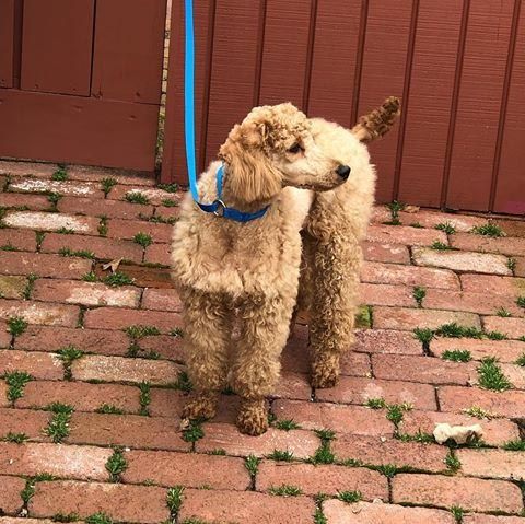 Tan poodle on a brick path wearing a blue collar and leash. The background is a wooden door.