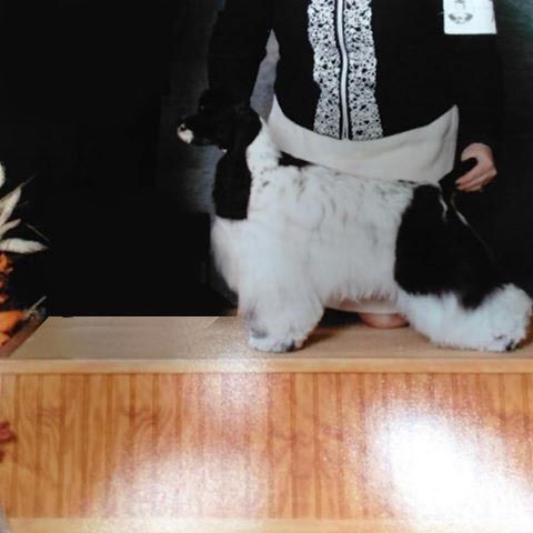 Black and white Cocker Spaniel dog posing on a wooden table in a show ring, handler in background.