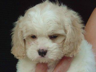 Cream and white fluffy puppy, held in hand, with a sad expression.
