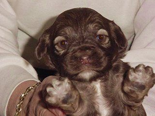 Brown puppy held in hands, looking forward with gentle eyes.