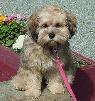 A small, tan dog with a pink leash sits near flowers; it has a serious expression.