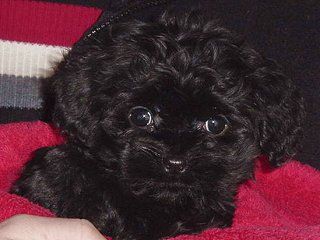 Black puppy with large eyes nestled in a red blanket.