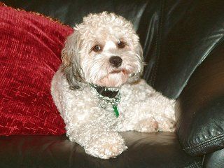 Fluffy white and gray dog resting on a black leather couch next to a red pillow.