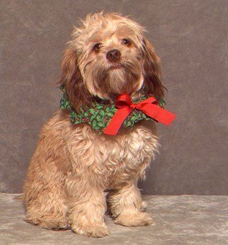 A small, fluffy dog with a green wreath and red bow sits against a gray backdrop.
