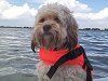 Dog wearing orange life vest on boat.