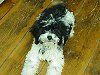 Black and white fluffy dog lying on wooden floor, looking up.