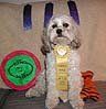 Dog, wearing a winner's ribbon, sits with prizes. A background of blue ribbons and a trophy.