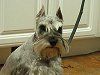Silver Schnauzer dog with a long beard, sitting on a wooden floor.