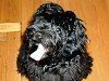 Black poodle, white snout, against a wood panel background.