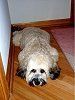 Dog laying on wooden floor, light brown fur, looking at the camera.