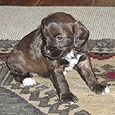 Brown puppy with white chest and paws sits on a patterned rug.