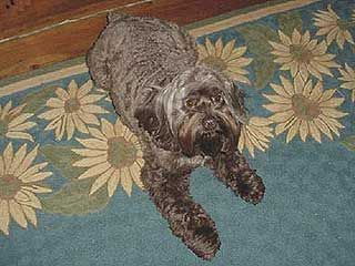 Dog lying on a blue rug with sunflower pattern. Dog has brown fur and is looking at the camera.