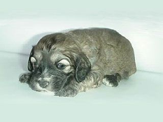 A small, fluffy puppy with dark fur and floppy ears, lying down.