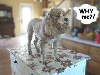 Dog standing on a kitchen counter, looking sad with a 