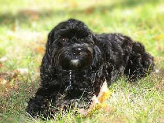 Black dog with curly fur lies in grass, eyes open, looking forward.