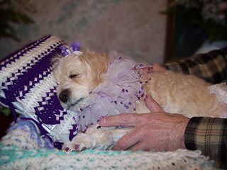 Sleeping small tan dog wearing a frilly purple collar on a patterned pillow, being petted by a person.
