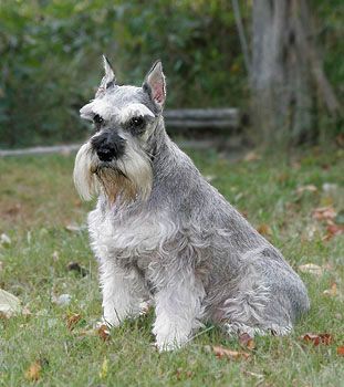 Schnauzer dog with a gray and white coat sitting in grass.