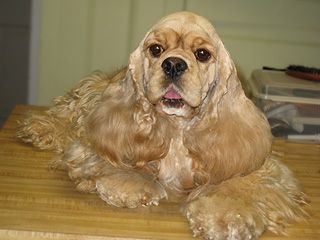 Golden Cocker Spaniel dog with floppy ears resting on a wooden surface.