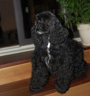 Black Cocker Spaniel sitting on wooden steps, looking alert, with a white chest patch.