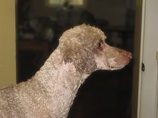 Tan poodle, shaved around the neck, looking right, inside setting.