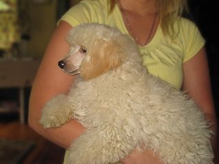 Woman holding a cream-colored poodle. The dog has a curly coat, and the woman wears a yellow shirt.