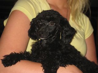 Woman holding a black poodle puppy; both looking at the camera.
