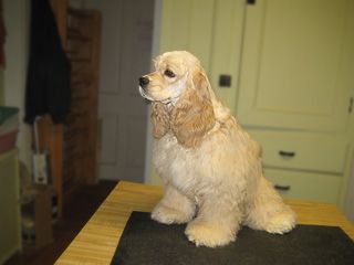 Golden Cocker Spaniel sitting on a table, looking to the left. Cream and brown fur, indoors.