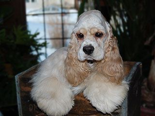 Cream-colored Cocker Spaniel with long, floppy ears and a sad expression, resting in a wooden box.
