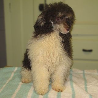 A two-tone poodle puppy with brown fur and white chest, sitting on a striped blanket.