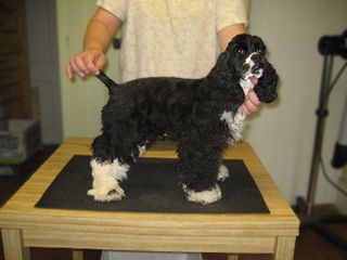 Black and white Cocker Spaniel stands on a grooming table, being held by a person.