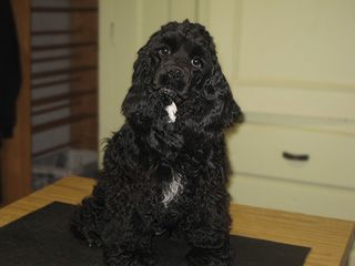 Black Cocker Spaniel puppy with white chest patch, sitting on a table.