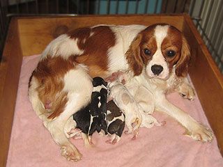 A Cavalier King Charles Spaniel dog nursing her puppies in a wooden box.