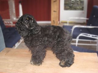 Black Cocker Spaniel standing on a wooden surface, looking alert.
