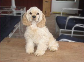 Cream-colored Cocker Spaniel puppy sitting on a wooden surface, with tan ears and a focused expression.
