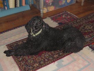 Black poodle lying on a patterned rug, wearing a light-colored collar; indoor setting.