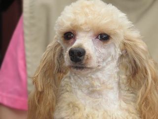 Apricot poodle with long, fluffy fur, brown eyes, and a black nose.