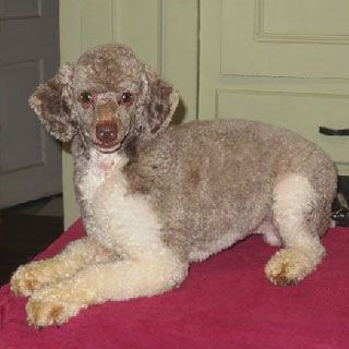 Brown and white poodle resting on a red surface, looking at the viewer.
