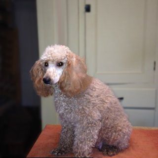A light brown poodle sitting on a table, looking to the left.