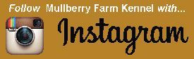 Instagram logo with text 