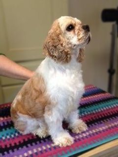 Cocker spaniel with white and tan fur, sitting on a striped towel, looking up.