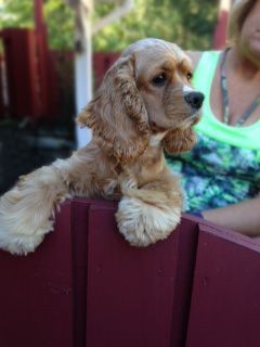 Golden Cocker Spaniel dog looking alert, resting paws on a dark red fence.
