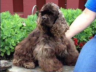Brown Cocker Spaniel dog sitting in front of green bushes with person's arm and jeans visible.