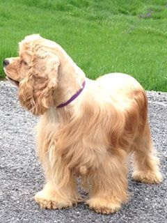 Golden Cocker Spaniel with long, wavy fur, wearing a purple collar, standing on gravel.