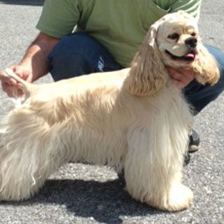 Cream-colored Cocker Spaniel being held by a person, standing outdoors. Dog has long ears and fluffy fur.